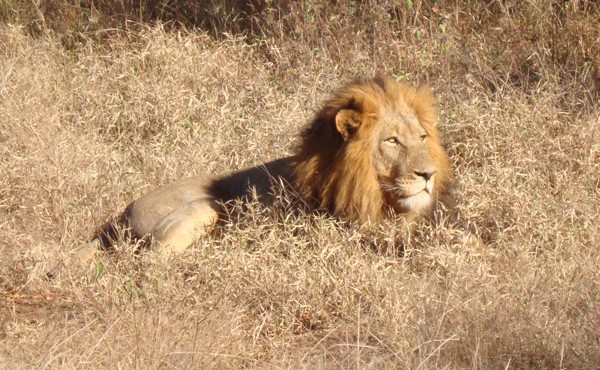 IL Lion