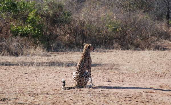 leopard