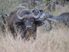 Cape Buffalo