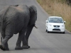ele crossing
