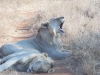 lions