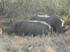 rhinos